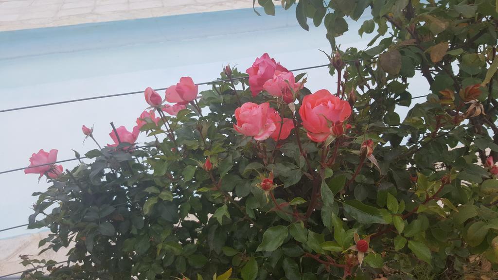 Finca Los Almendros Hotel Tunuyan Ngoại thất bức ảnh